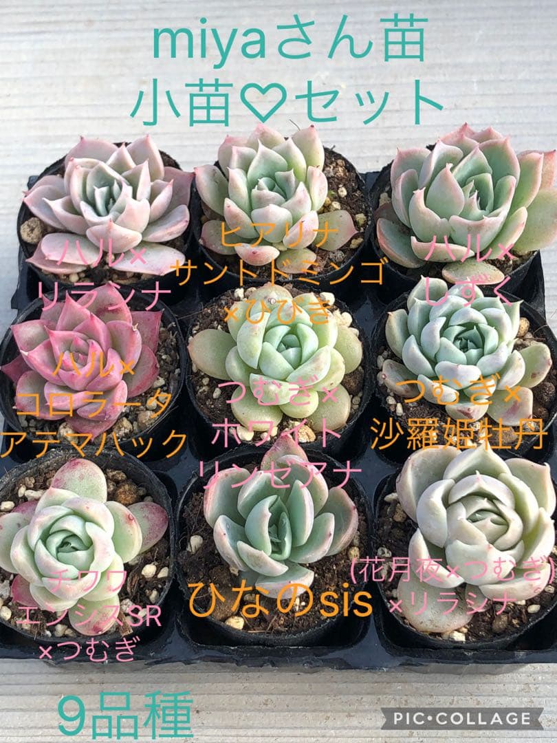 多肉植物 miyaさん苗♡小苗セット miyaさん苗⭐️5個セットA⭐️エケべリア⭐️多肉植物 - 多肉de Ring